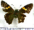  (Aguna venezuelae - JFDA3101)  @11 [ ] by-nc-sa (2025) Jean F. Le Crom Jean F. Le Crom