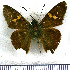  (Aguna clina - JFDA3111)  @11 [ ] by-nc-sa (2025) Jean F. Le Crom Jean F. Le Crom