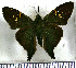  (Aguna spatulata - JFDA3112)  @11 [ ] by-nc-sa (2025) Jean F. Le Crom Jean F. Le Crom