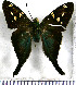  (Urbanus magnus - JFDA3145)  @11 [ ] by-nc-sa (2025) Jean F. Le Crom Jean F. Le Crom