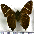  (Urbanus carmelita - JFDA3157)  @11 [ ] by-nc-sa (2025) Jean F. Le Crom Jean F. Le Crom