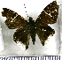  (Cecropterus carmelita - JFDA3164)  @11 [ ] by-nc-sa (2025) Jean F. Le Crom Jean F. Le Crom