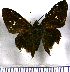  (Cecropterus reductus - JFDA3165)  @11 [ ] by-nc-sa (2025) Jean F. Le Crom Jean F. Le Crom