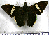  (Autochton oryx - JFDA3207)  @11 [ ] by-nc-sa (2025) Jean F. Le Crom Jean F. Le Crom