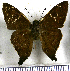  (Cecropterus athesis - JFDA3220)  @11 [ ] by-nc-sa (2025) Jean F. Le Crom Jean F. Le Crom