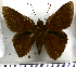  (Dyscophellus ramusis damias - JFDA3266)  @11 [ ] by-nc-sa (2025) Jean F. Le Crom Jean F. Le Crom