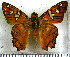  (Myscelus amystis amystis - JFDA3284)  @11 [ ] by-nc-sa (2025) Jean F. Le Crom Jean F. Le Crom