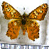  (Myscelus amystis epigona - JFDA3286)  @11 [ ] by-nc-sa (2025) Jean F. Le Crom Jean F. Le Crom