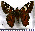  (Agara epimachia verina - JFDA3294)  @11 [ ] by-nc-sa (2025) Jean F. Le Crom Jean F. Le Crom
