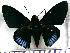  (Pyrrhopyge aziza - JFDA3306)  @11 [ ] by-nc-sa (2025) Jean F. Le Crom Jean F. Le Crom