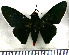  (Pyrrhopyge proculus - JFDA3308)  @11 [ ] by-nc-sa (2025) Jean F. Le Crom Jean F. Le Crom