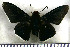  (Pyrrhopyge amythaon - JFDA3312)  @11 [ ] by-nc-sa (2025) Jean F. Le Crom Jean F. Le Crom