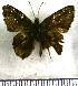  (Celaenorrhinus monartus - JFDA3385)  @11 [ ] by-nc-sa (2025) Jean F. Le Crom Jean F. Le Crom