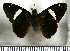  (Celaenorrhinus jao - JFDA3401)  @11 [ ] by-nc-sa (2025) Jean F. Le Crom Jean F. Le Crom
