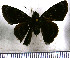  (Pellicia crispus crispus - JFDA3415)  @11 [ ] by-nc-sa (2025) Jean F. Le Crom Jean F. Le Crom