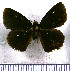  (Viola egra - JFDA3450)  @11 [ ] by-nc-sa (2025) Jean F. Le Crom Jean F. Le Crom