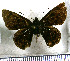 (Sophista duidae - JFDA3459)  @11 [ ] by-nc-sa (2025) Jean F. Le Crom Jean F. Le Crom
