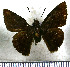  (Pellicia tyana - JFDA3460)  @11 [ ] by-nc-sa (2025) Jean F. Le Crom Jean F. Le Crom