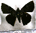  (Pellicia klugi - JFDA3462)  @11 [ ] by-nc-sa (2025) Jean F. Le Crom Jean F. Le Crom