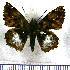  (Noctuana noctua - JFDA3477)  @11 [ ] by-nc-sa (2025) Jean F. Le Crom Jean F. Le Crom