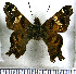  (Jera - JFDA3481)  @11 [ ] by-nc-sa (2025) Jean F. Le Crom Jean F. Le Crom