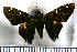  (Conognathus - JFDA3482)  @11 [ ] by-nc-sa (2025) Jean F. Le Crom Jean F. Le Crom