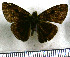  (Morvina falisca - JFDA3484)  @11 [ ] by-nc-sa (2025) Jean F. Le Crom Jean F. Le Crom