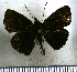  (Bolla giselus - JFDA3508)  @11 [ ] by-nc-sa (2025) Jean F. Le Crom Jean F. Le Crom