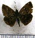  (Gorgythion begga begga - JFDA3547)  @11 [ ] by-nc-sa (2025) Jean F. Le Crom Jean F. Le Crom