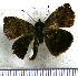  (Gorgythion plautia - JFDA3548)  @11 [ ] by-nc-sa (2025) Jean F. Le Crom Jean F. Le Crom