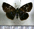 (Festivia - JFDA3555)  @11 [ ] by-nc-sa (2025) Jean F. Le Crom Jean F. Le Crom