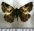  (Potamanaxas laoma - JFDA3572)  @11 [ ] by-nc-sa (2025) Jean F. Le Crom Jean F. Le Crom