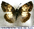  (Mylon illineatus toxina - JFDA3592)  @11 [ ] by-nc-sa (2025) Jean F. Le Crom Jean F. Le Crom