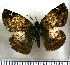  (Mylon zephus - JFDA3598)  @11 [ ] by-nc-sa (2025) Jean F. Le Crom Jean F. Le Crom