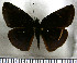  (Anastrus neaeris neaeris - JFDA3604)  @11 [ ] by-nc-sa (2025) Jean F. Le Crom Jean F. Le Crom