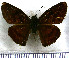  (Echelatus sempiternus sempiternus - JFDA3607)  @11 [ ] by-nc-sa (2025) Jean F. Le Crom Jean F. Le Crom