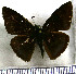  (Anastrus petius - JFDA3611)  @11 [ ] by-nc-sa (2025) Jean F. Le Crom Jean F. Le Crom