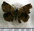  (Helias godmani - JFDA3631)  @11 [ ] by-nc-sa (2025) Jean F. Le Crom Jean F. Le Crom