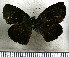 (Camptopleura impressus - JFDA3637)  @11 [ ] by-nc-sa (2025) Jean F. Le Crom Jean F. Le Crom