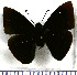  (Aethilla memmius - JFDA3664)  @11 [ ] by-nc-sa (2025) Jean F. Le Crom Jean F. Le Crom