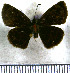  (Quadrus salvina - JFDA3673)  @11 [ ] by-nc-sa (2025) Jean F. Le Crom Jean F. Le Crom
