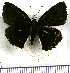  (Quadrus fridericus - JFDA3679)  @11 [ ] by-nc-sa (2025) Jean F. Le Crom Jean F. Le Crom