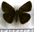  (Quadrus cristatus - JFDA3682)  @11 [ ] by-nc-sa (2025) Jean F. Le Crom Jean F. Le Crom