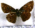  (Myrinia - JFDA3684)  @11 [ ] by-nc-sa (2025) Jean F. Le Crom Jean F. Le Crom