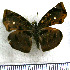  (Quadrus zera - JFDA3685)  @11 [ ] by-nc-sa (2025) Jean F. Le Crom Jean F. Le Crom