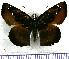 (Quadrus nolckeni - JFDA3686)  @11 [ ] by-nc-sa (2025) Jean F. Le Crom Jean F. Le Crom