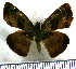  (Quadrus tetrastigma - JFDA3688)  @11 [ ] by-nc-sa (2025) Jean F. Le Crom Jean F. Le Crom