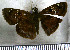  (Quadrus u-lucida - JFDA3701)  @11 [ ] by-nc-sa (2025) Jean F. Le Crom Jean F. Le Crom