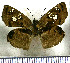  (Quadrus ophia - JFDA3702)  @11 [ ] by-nc-sa (2025) Jean F. Le Crom Jean F. Le Crom