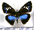  (Pythonides lerina - JFDA3711)  @11 [ ] by-nc-sa (2025) Jean F. Le Crom Jean F. Le Crom